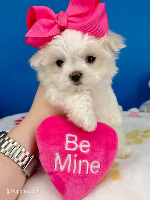 Barbie – Maltese puppy for sale in Fort Worth, TX