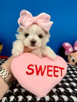 Sissy, a female Maltese for sale in Fort Worth, TX – 2 of 4