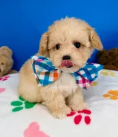 Vanilla Bean, a male Maltipoo for sale in Fort Worth, TX – 2 of 6