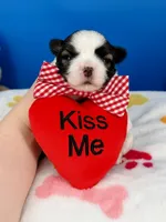 Tater Tot, a male Mal Shi for sale in Fort Worth, TX – 4 of 5