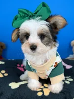 Hotdog, a male Yorkshire Terrier for sale in Fort Worth, TX – 2 of 4