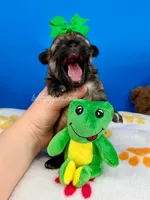 Bandit, a male Mal Shi for sale in Fort Worth, TX – 3 of 5