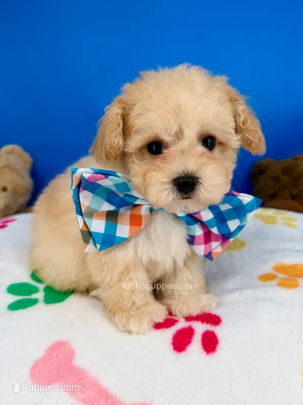 Vanilla Bean – Maltipoo puppy for sale in Fort Worth, TX