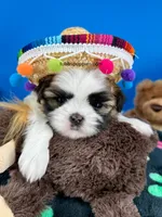 Domino, a male Mal Shi for sale in Fort Worth, TX – 6 of 6
