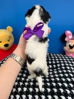 Daisy May, a female Biewer for sale in Fort Worth, TX – 3 of 3