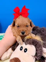 Strawberry, a female Maltipoo for sale in Fort Worth, TX – 2 of 4