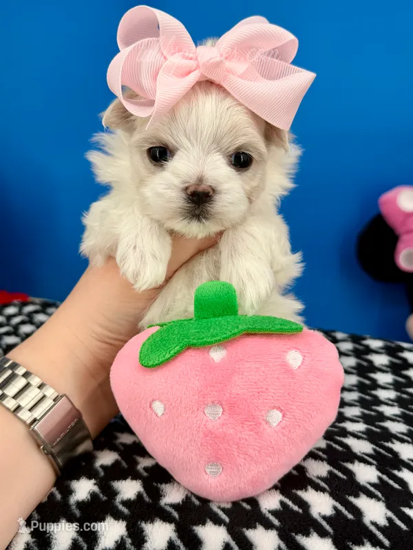 Sissy – Maltese puppy for sale in Fort Worth, TX