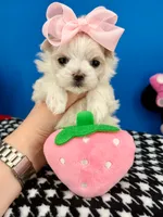 Sissy, a female Maltese for sale in Fort Worth, TX – 1 of 4