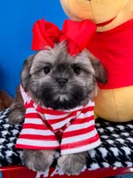 Bandit, a male Mal Shi for sale in Fort Worth, TX – 2 of 10