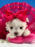 Princess, a female Maltese for sale in Fort Worth, TX – 6 of 7