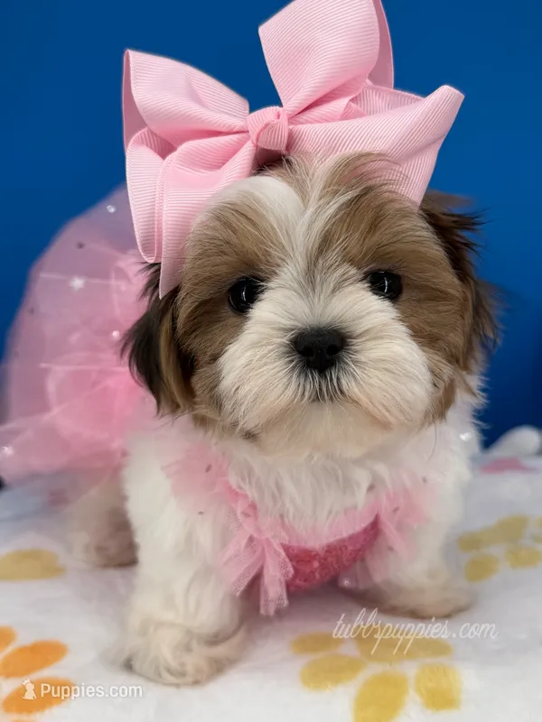 Slippers – Mal Shi puppy for sale in Fort Worth, TX