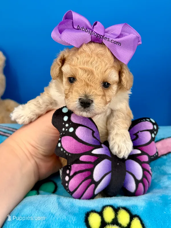 Butterfly  – Maltipoo puppy for sale in Fort Worth, TX