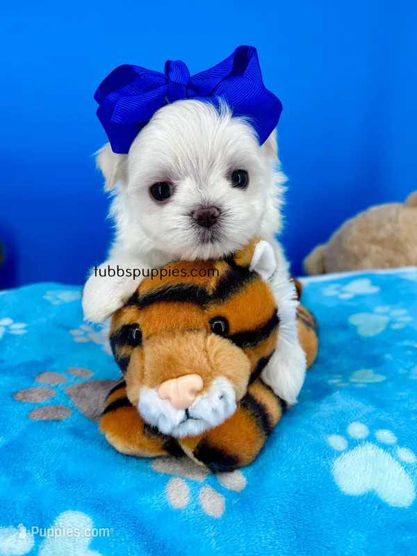 Popcorn – Maltese puppy for sale in Fort Worth, TX