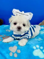Popcorn, a male Maltese for sale in Fort Worth, TX – Photo 3 of 5