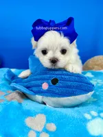 Popcorn, a male Maltese for sale in Fort Worth, TX – Photo 5 of 5