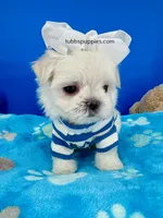 Popcorn, a male Maltese for sale in Fort Worth, TX – Photo 4 of 5