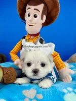 Popcorn, a male Maltese for sale in Fort Worth, TX – Photo 2 of 5