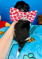 Tator Tot, a male Biewer for sale in Fort Worth, TX – Photo 2 of 2