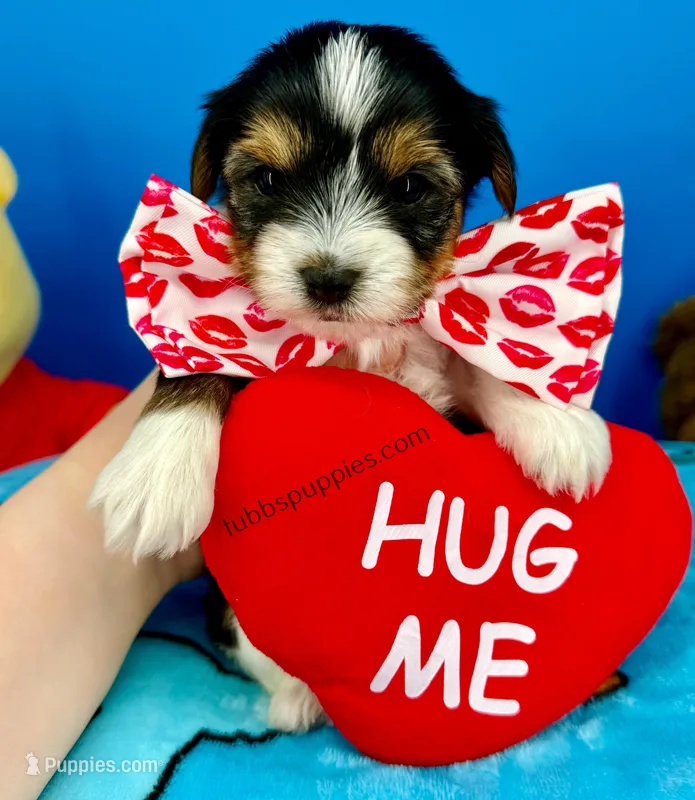 Tator Tot, a male Biewer for sale in Fort Worth, TX – Photo 1 of 2