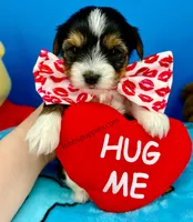 Tator Tot, a male Biewer for sale in Fort Worth, TX – Photo 1 of 2