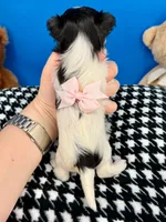 Penelope, a female Morkie for sale in Fort Worth, TX – 2 of 2