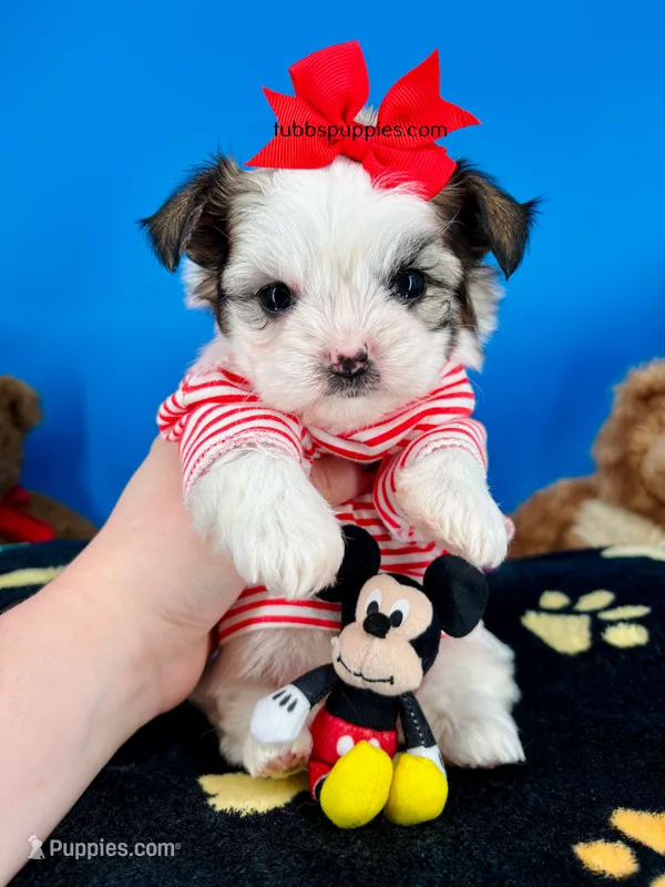 Gizmo – Mal Shi puppy for sale in Fort Worth, TX