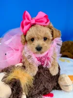 Peaches, a female Maltipoo for sale in Fort Worth, TX – 5 of 5