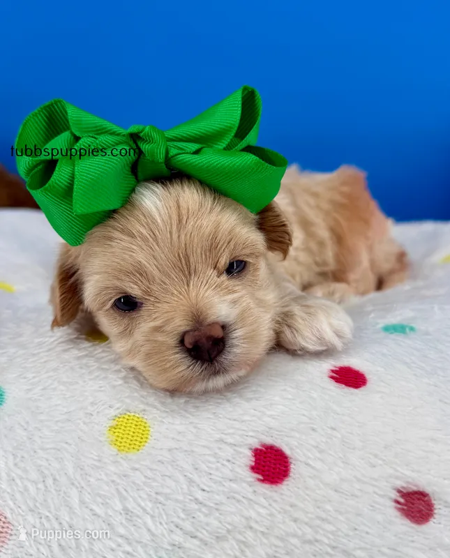 Biscuit – Maltipoo puppy for sale in Fort Worth, TX