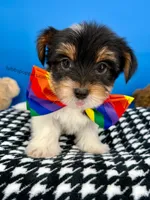 Harley, a male Yorkshire Terrier for sale in Fort Worth, TX – Photo 3 of 7