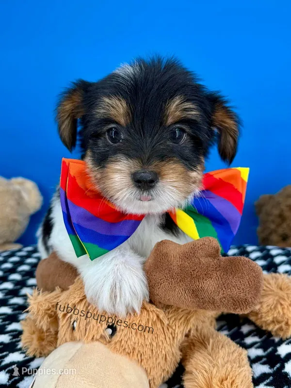 Harley – Biewer puppy for sale in Fort Worth, TX