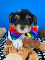 Harley, a male Biewer for sale in Fort Worth, TX – Photo 1 of 7