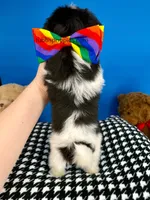 Harley, a male Yorkshire Terrier for sale in Fort Worth, TX – Photo 6 of 7