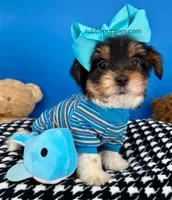 Harley, a male Yorkshire Terrier for sale in Fort Worth, TX – Photo 1 of 7