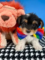 Harley, a male Yorkshire Terrier for sale in Fort Worth, TX – Photo 4 of 7