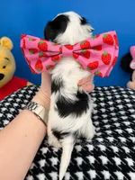 Teddy, a male Biewer for sale in Fort Worth, TX – 4 of 4