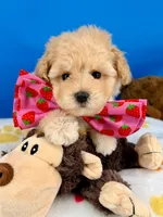 Vanilla Bean, a male Maltipoo for sale in Fort Worth, TX – 7 of 7
