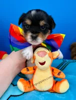 Pretzel, a male Biewer for sale in Fort Worth, TX – Photo 1 of 3