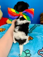 Pretzel, a male Biewer for sale in Fort Worth, TX – Photo 3 of 3