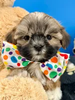Buster, a male Mal Shi for sale in Fort Worth, TX – 1 of 5
