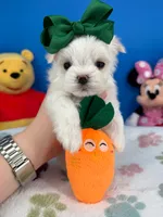 Angel, a male Maltese for sale in Fort Worth, TX – 4 of 6