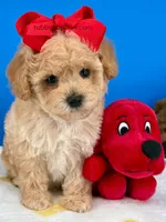 Biscuit, a male Maltipoo for sale in Fort Worth, TX – Photo 3 of 6