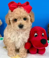 Biscuit, a male Maltipoo for sale in Fort Worth, TX – Photo 2 of 6