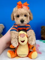 Biscuit, a male Maltipoo for sale in Fort Worth, TX – Photo 4 of 6