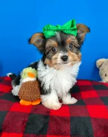PeeWee, a male Yorkshire Terrier for sale in Fort Worth, TX – 5 of 5