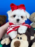 Cupid, a male Maltese for sale in Fort Worth, TX – Photo 3 of 3