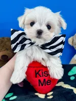 Cupid, a male Maltese for sale in Fort Worth, TX – Photo 1 of 3