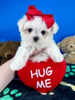 Cupid, a male Maltese for sale in Fort Worth, TX – Photo 2 of 3