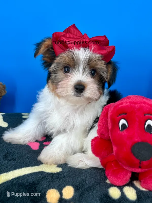Handsome – Yorkshire Terrier puppy for sale in Fort Worth, TX
