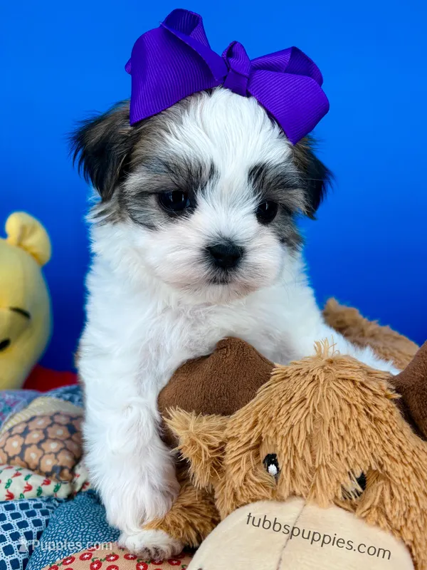 Snow White, a female Mal Shi for sale in Fort Worth, TX – Photo 1 of 4