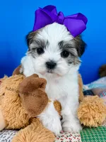 Snow White, a female Mal Shi for sale in Fort Worth, TX – Photo 2 of 4